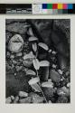 Vine and rock, Island of Hawaii, T.H.