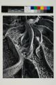 Roots, Foster Gardens, Honolulu, T.H.