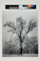 Oak tree, snow storm, Yosemite Valley, California