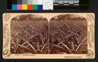 Florida - A Pineapple Plantation
