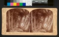 Florida - Avenue of Coconut Palms