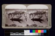 When the sluices were opened at Nieuport, floods and barbed wire brought disaster to the Hun troops