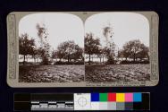 The Germans retaliate - a Hun high explosive shell bursting near one of our dumps hidden in a wood