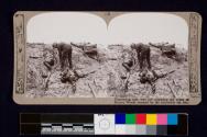 Uncovering men who fell contesting the crater at Zouave Woods, stormed by the irresistible 6th Div.