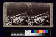 Charred bodies of the crew of the Zeppelin shot down in flames at Billericay by Capt. Robinson, V.C.