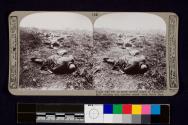 Turks who fell on scrub covered slopes of Chocolate Hill resisting our surprise attack from Suvla Bay.
