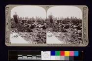 After the desperate struggle for Lone Pine, Australians and Turks lying as they bayonetted one another.