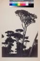 Group of Stone Pines in the Villa Doria.