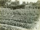George Eastman's vegetable garden