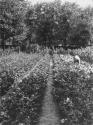 George Eastman's vegetable garden