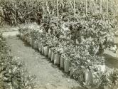Celery, tomatoes and corn in George Eastman's vegetable garden