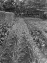 George Eastman's vegetable garden