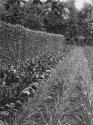 George Eastman's vegetable garden