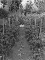 George Eastman's vegetable garden