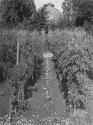 George Eastman's vegetable garden