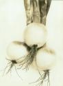 Onions from George Eastman's vegetable garden