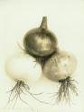 Onions from George Eastman's vegetable garden
