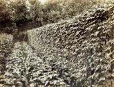 George Eastman's vegetable garden