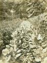George Eastman's vegetable garden