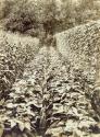 George Eastman's vegetable garden