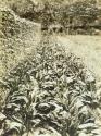 George Eastman's vegetable garden