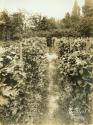 George Eastman's vegetable garden