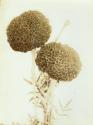 Plant from George Eastman's vegetable garden