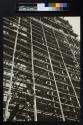 Liverpool Cathedral--Construction (Vertical View)