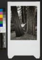 Pirkle Jones, Yosemite National Park