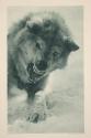 The Huskie