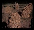 Onions drying in George Eastman's vegetable garden
