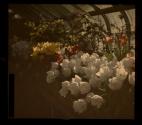 Flowers Eastman Conservatory