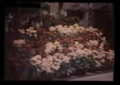 Flower Eastman