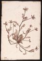 Astragalus oroboides (Naturselbstdruck)