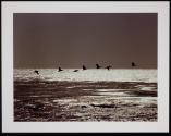 Brown Pelicans
