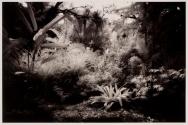 Staghorn Fern