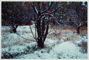 Apple orchard, Tesuque, NM, 1981