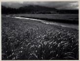 Rain, Beartrack Cove, Glacier National Monument, Alaska