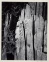 Moth and stump, Interglacial Forest, Glacier Bay National Monument, Alaska