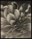 Dahlia