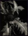 Oriental Poppy