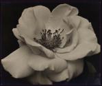Rose 2