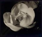 [Floral study]