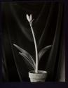 Amaryllis (Belladonna)