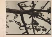 Plane-tree in early spring