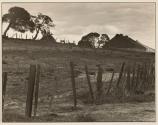 Elkhorn Farm- Pajaro Valley
