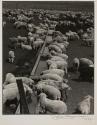 [Sheep at Watering Trough]