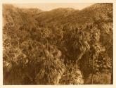 Palm Cañon