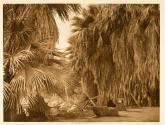 Under The Palms - Cahuilla