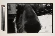 Wolfie in the backyard